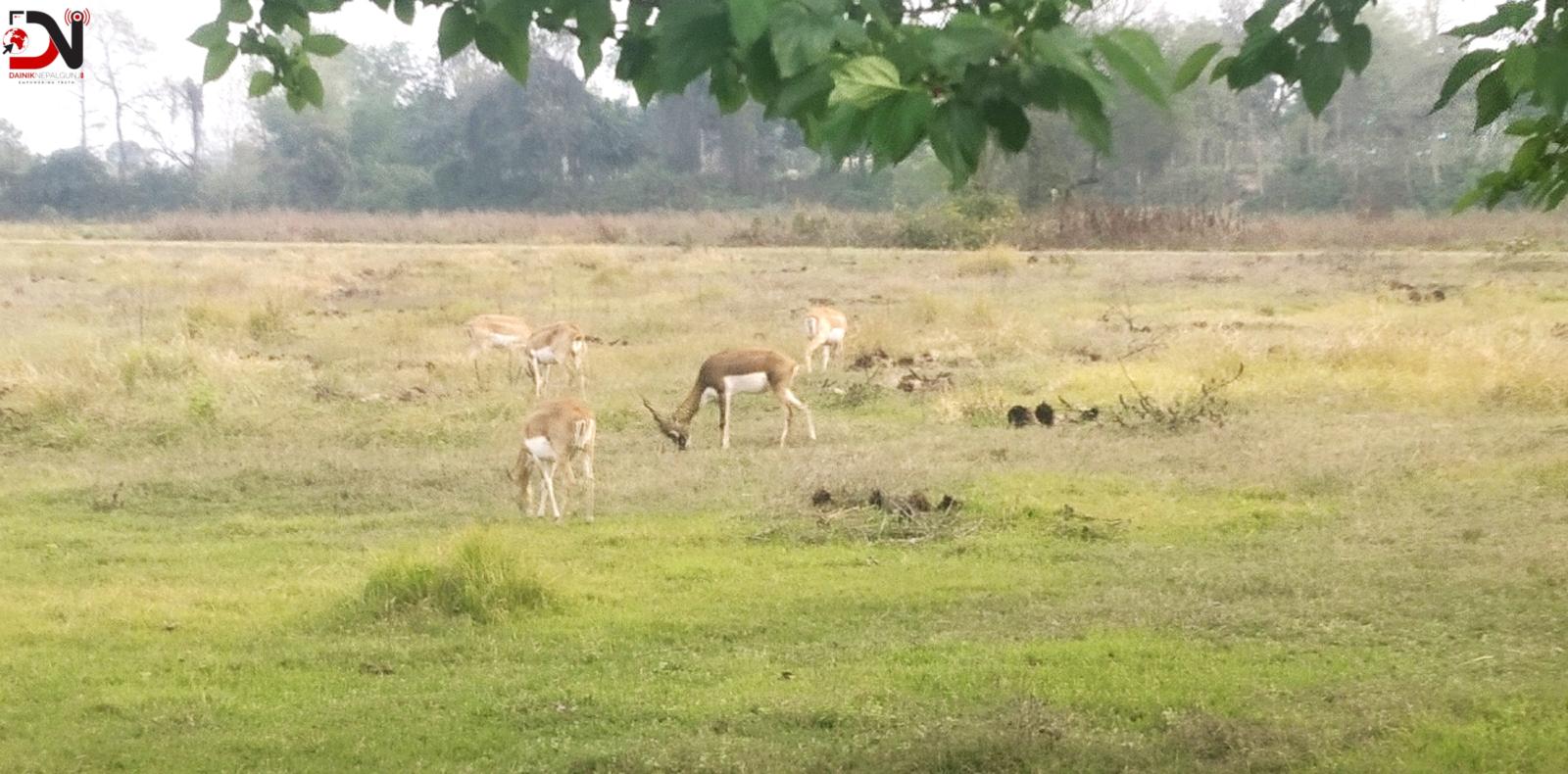 ‘कृष्णसार संरक्षणमा लुम्बिनी प्रदेश सरकार गम्भीर बन्नुपर्छ’