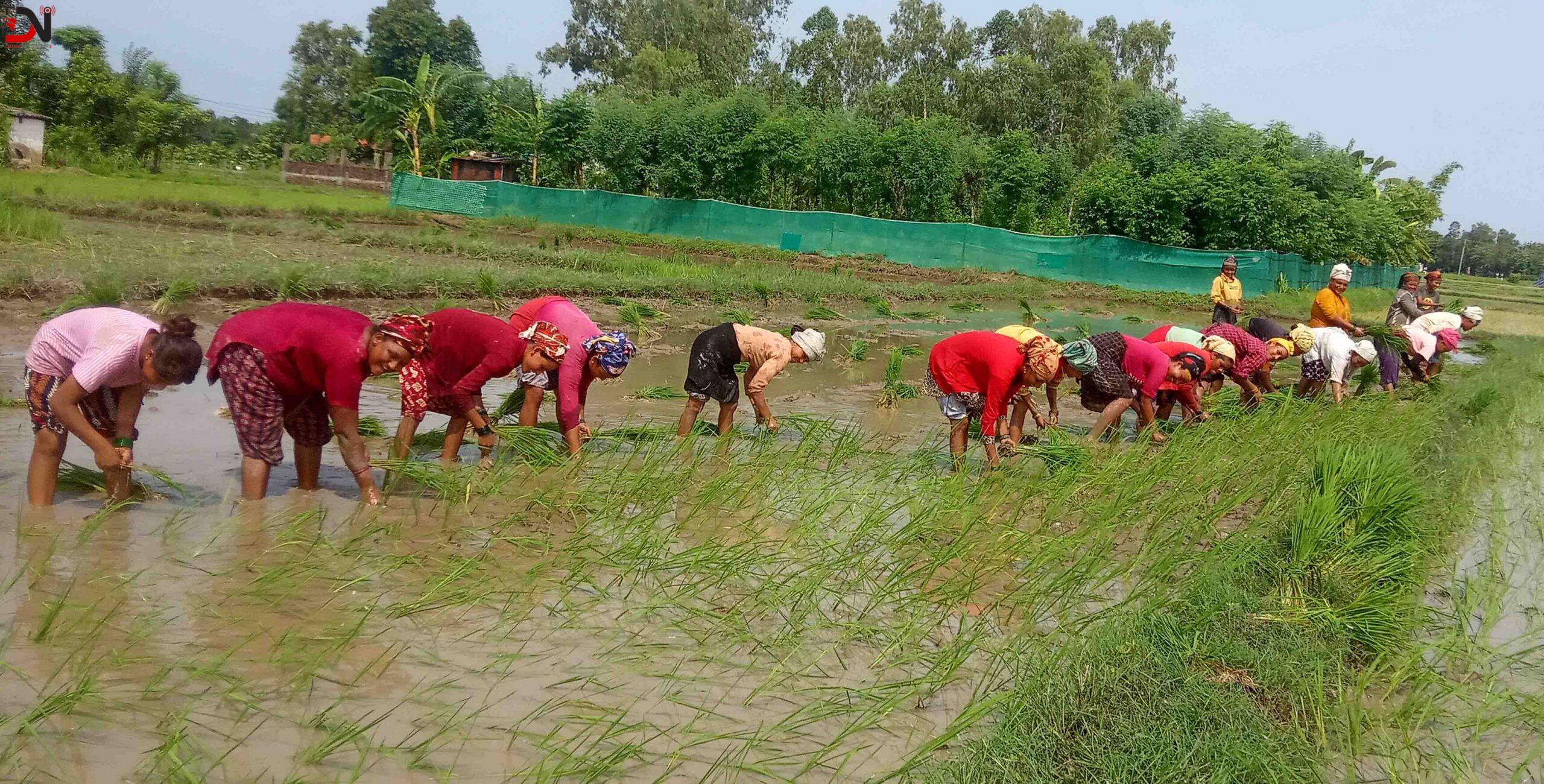 गाउँभरि महिलाको सामूहिक रोपाइँ