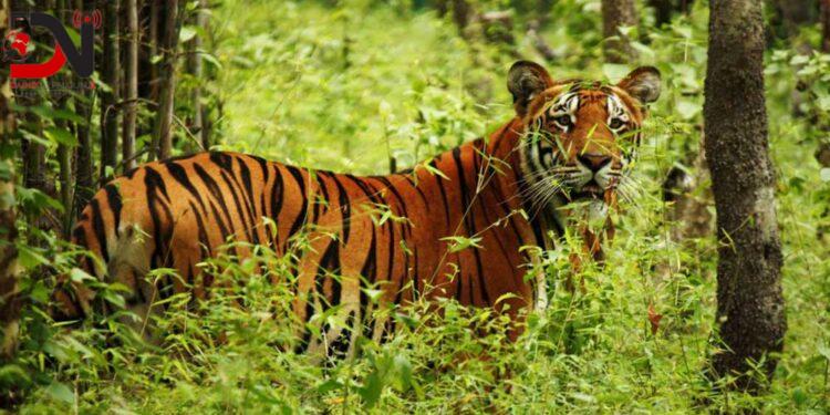 बर्दिया राष्ट्रिय निकुञ्जमा पाटेबाघको सङ्ख्या एक सय २५ पुग्यो