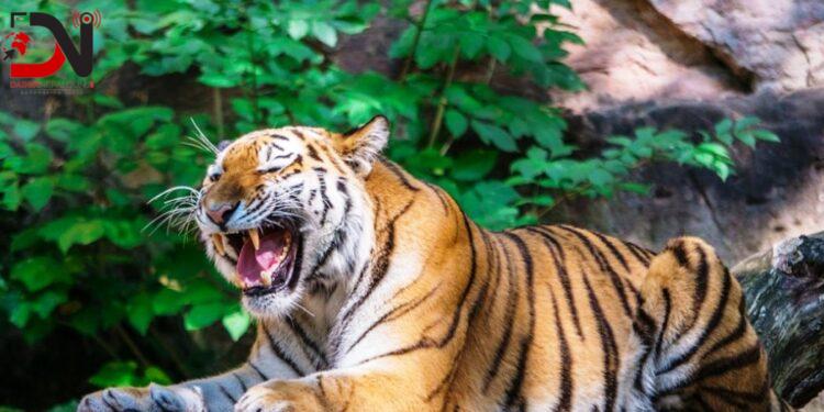 वन्यजन्तुबाट प्रभावितको दुर्घटना बीमा