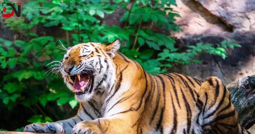 वन्यजन्तुबाट प्रभावितको दुर्घटना बीमा