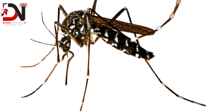 डेंगु : जोखिममा बाँके