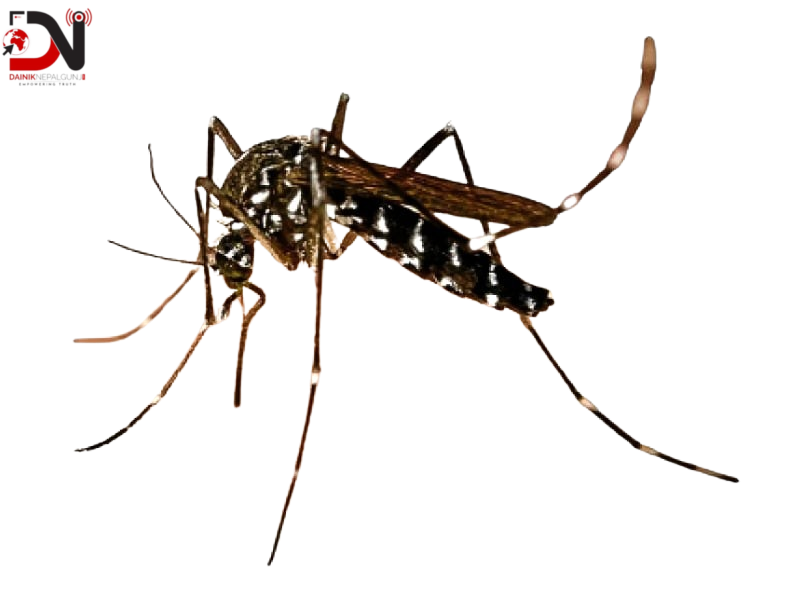 डेंगु : जोखिममा बाँके