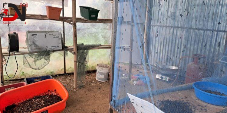 कालो सैनिक झिँगाबाट मल र दाना उत्पादन गरिँदै