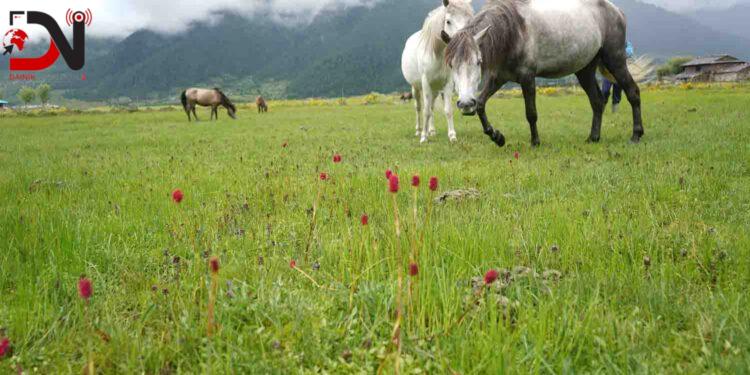 पर्यटक लोभ्याउदै ढोरपाटनको ‘बुकी’