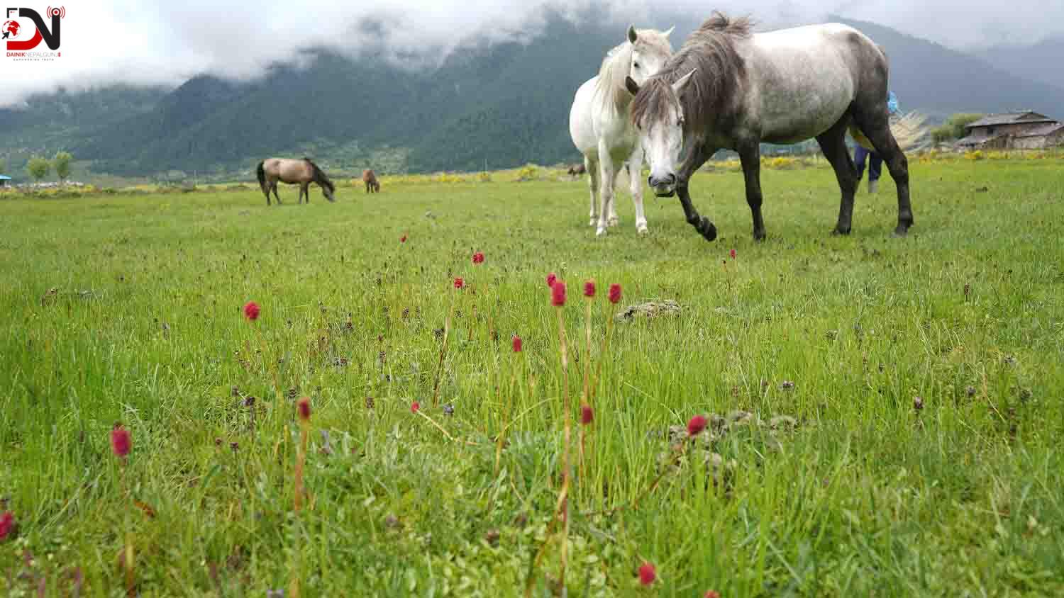 पर्यटक लोभ्याउदै ढोरपाटनको ‘बुकी’