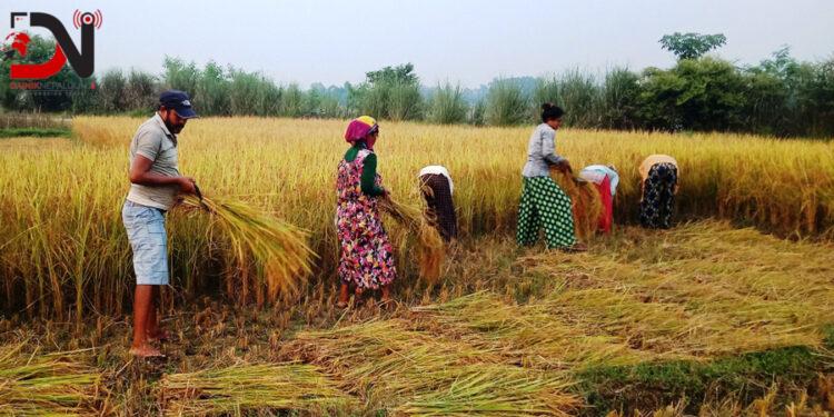 धानमा झारनासक बिषादीले असर !