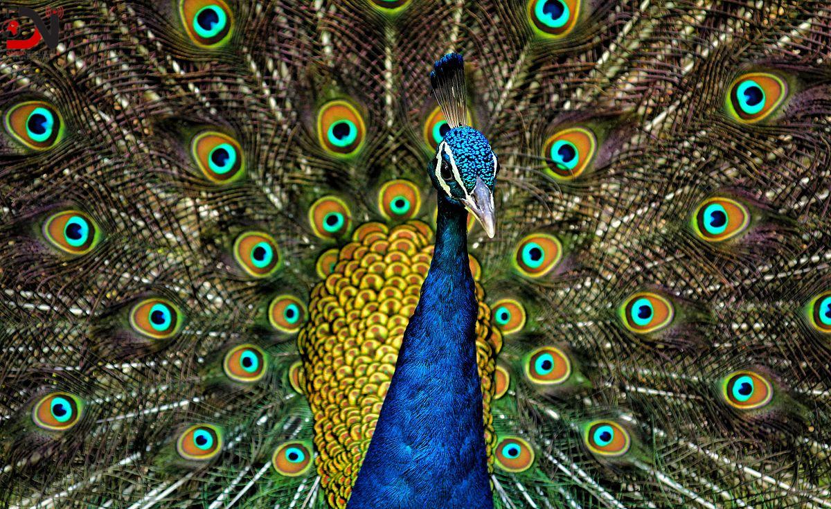 मयूर करीको भिडियोपछि भारतीय युट्युबर पक्राउ