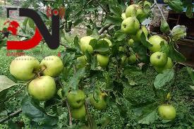 काँचो स्याउ सङ्कलन गर्ने व्यापारीका गोदाममा ताला