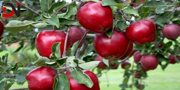 जुम्लामा उच्च घनत्वको स्याउखेती बढ्दो