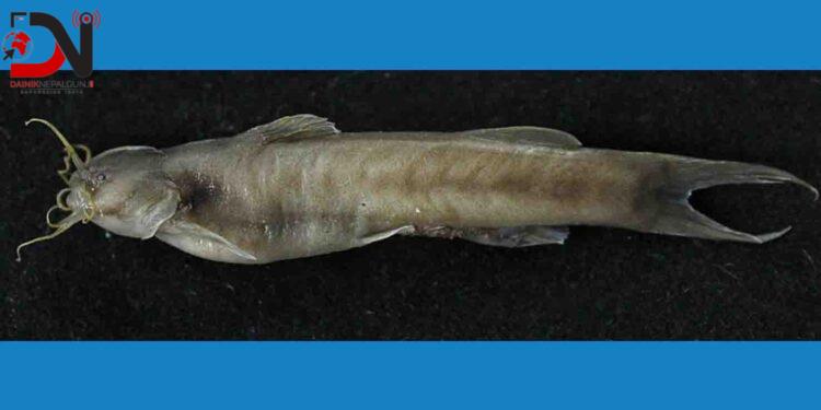 लोपोन्मुख माछा कोशीमा भेटियो