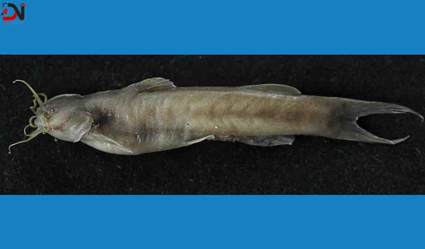 लोपोन्मुख माछा कोशीमा भेटियो