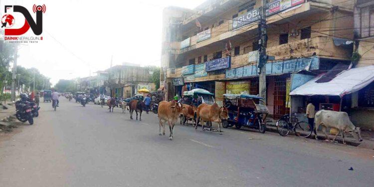 छाडा चौपायाले दुर्घटनाको जोखिम