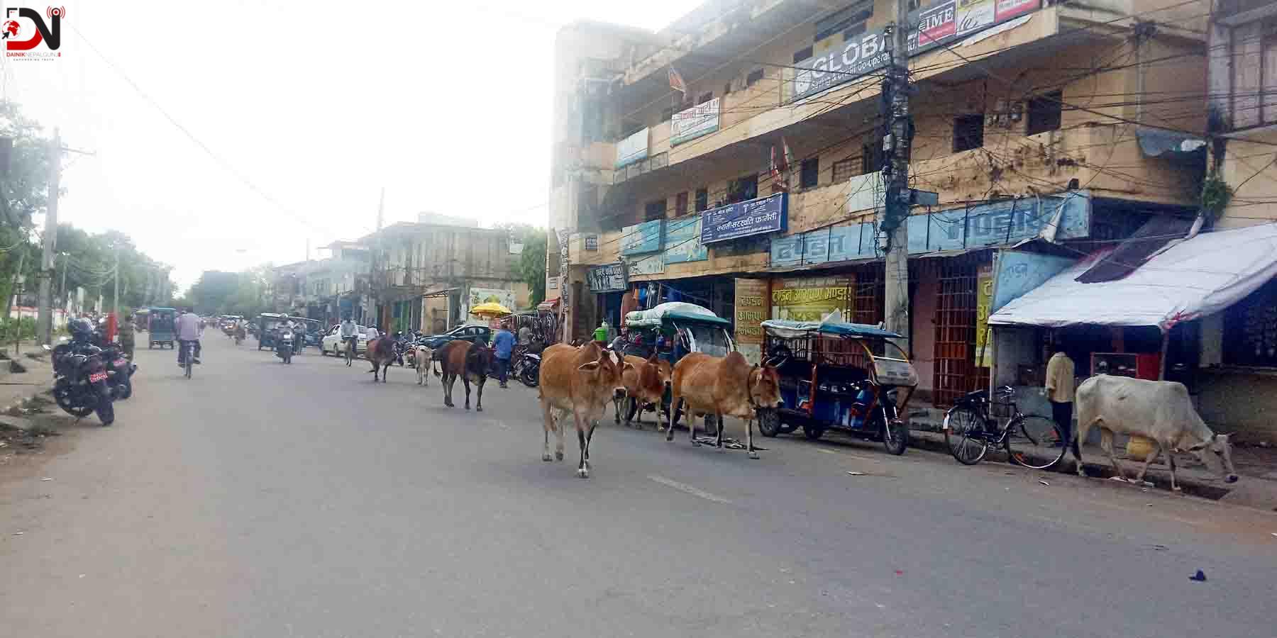 छाडा चौपायाले दुर्घटनाको जोखिम