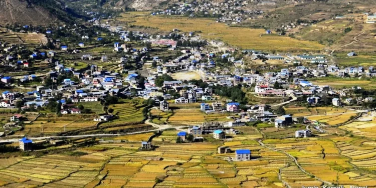 जुम्लामा अज्ञात रोगले मौरी मर्न थालेपछि किसान चिन्तित