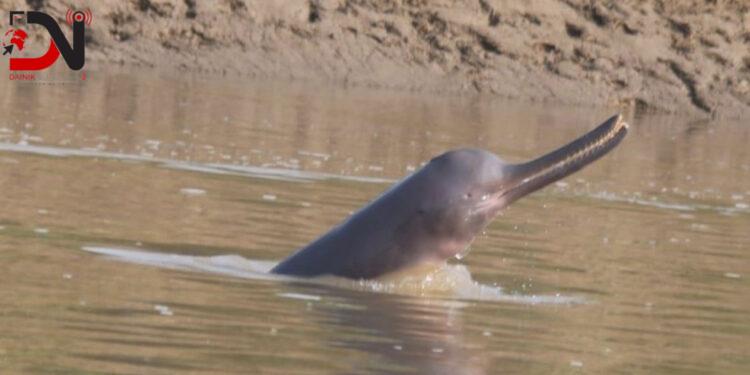 कैलालीका नदीमा पुगे डल्फिन