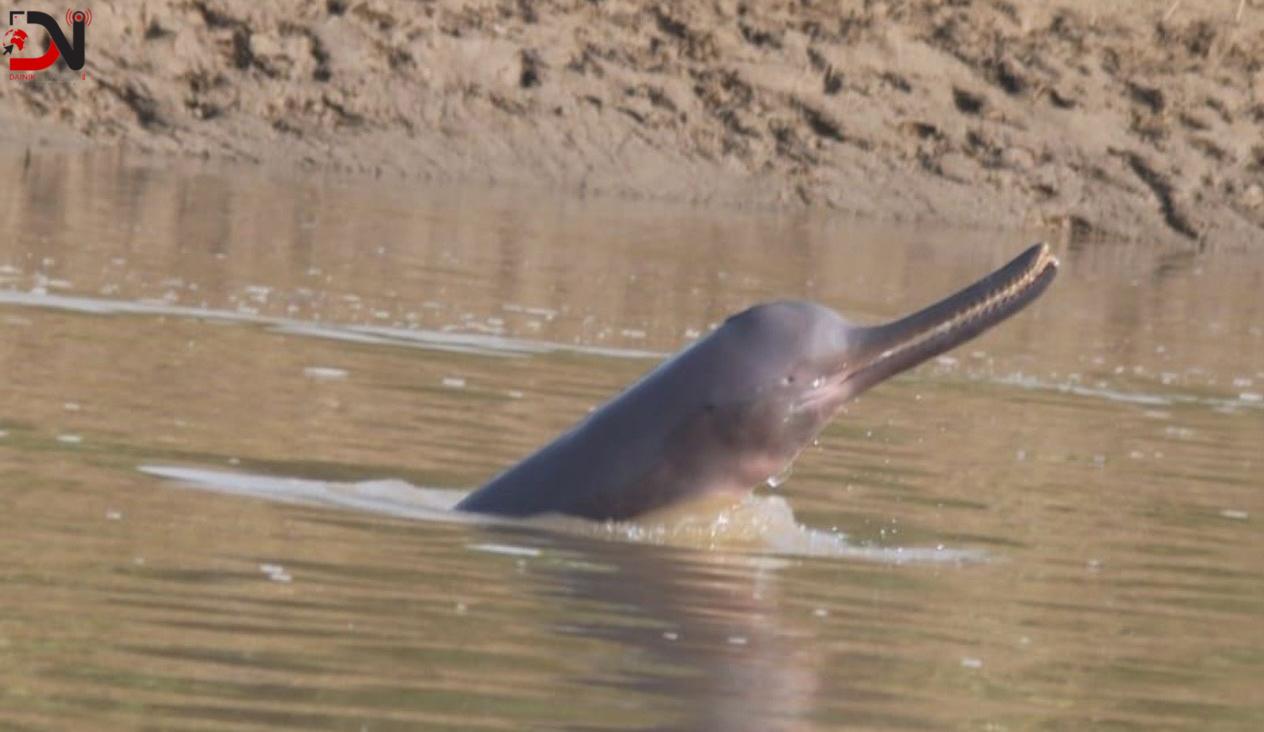 कैलालीका नदीमा पुगे डल्फिन