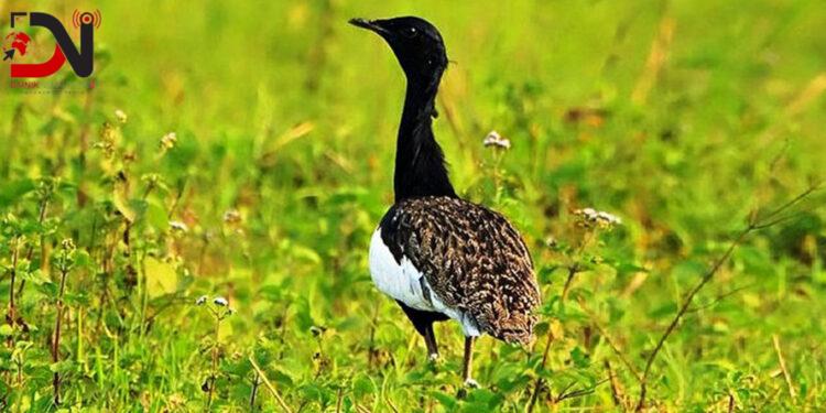 अति दुलर्भ खरमजुर संरक्षण गर्न घाँसे मैदान व्यवस्थापन