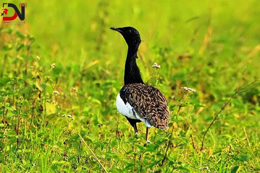 अति दुलर्भ खरमजुर संरक्षण गर्न घाँसे मैदान व्यवस्थापन