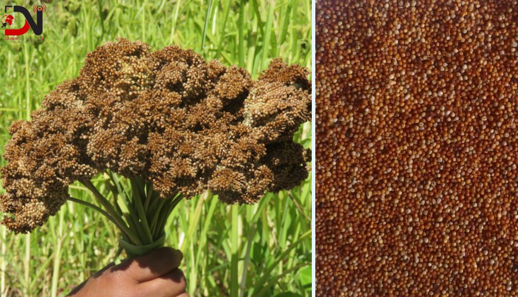 तराईमा पनि कोदोको उत्पादन गर्न परीक्षण