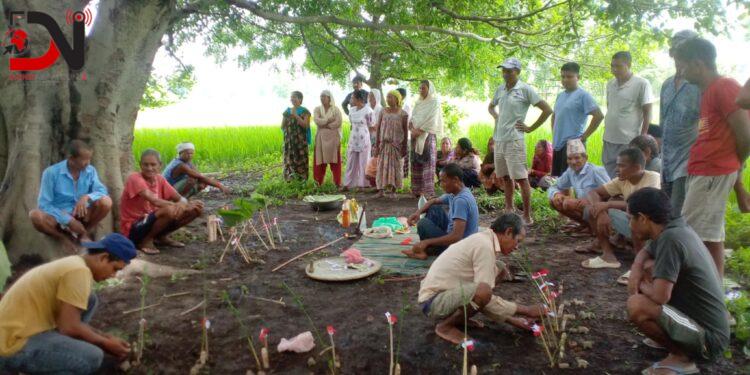 धानबालीमा रोगकिरा नलागोस् भनेर हरेरी पुजा
