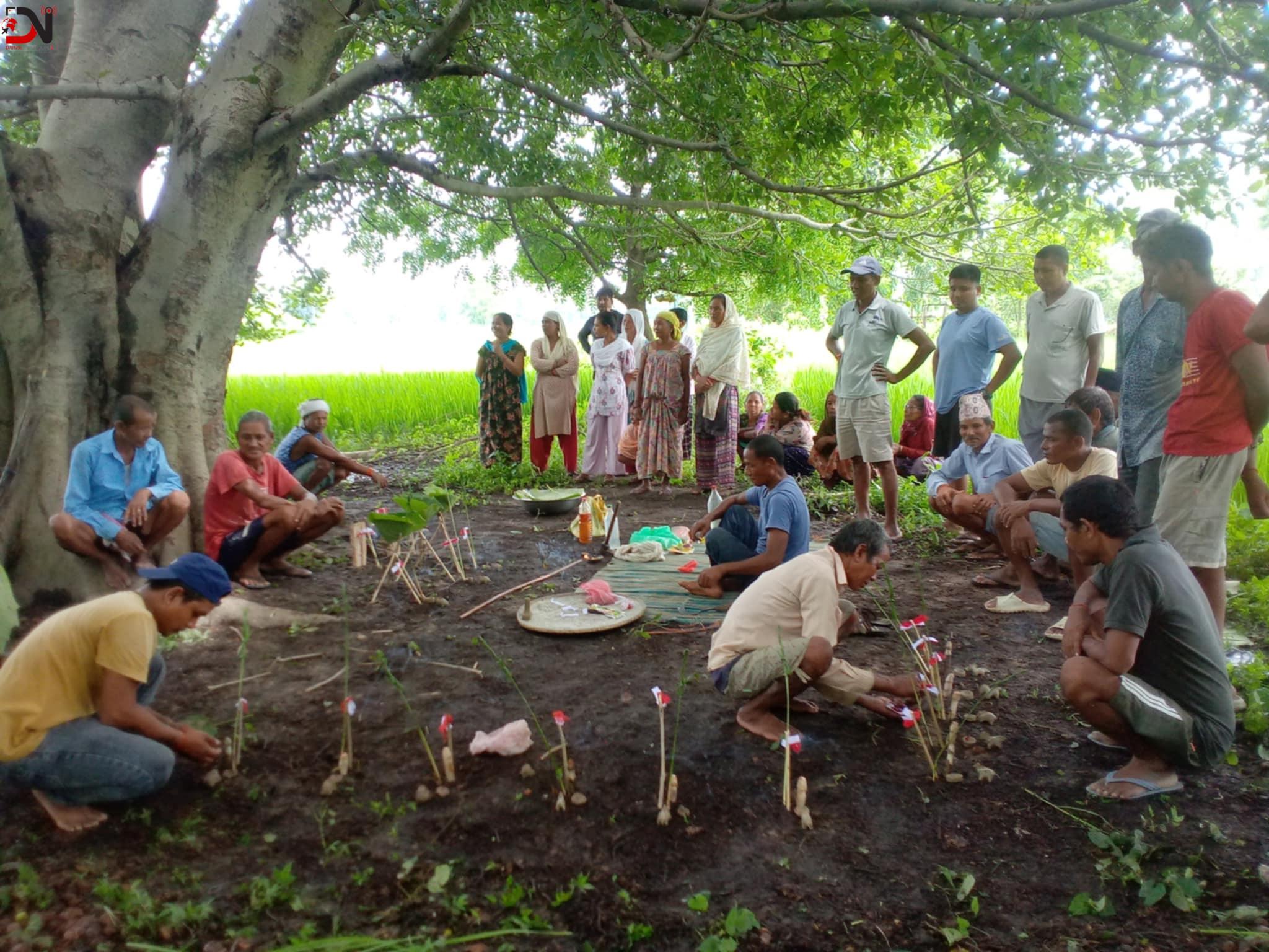 धानबालीमा रोगकिरा नलागोस् भनेर हरेरी पुजा
