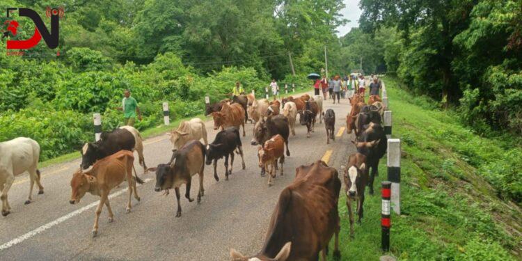 कोहलपुरका छाडाचौपायाको उचित व्यवस्थापन