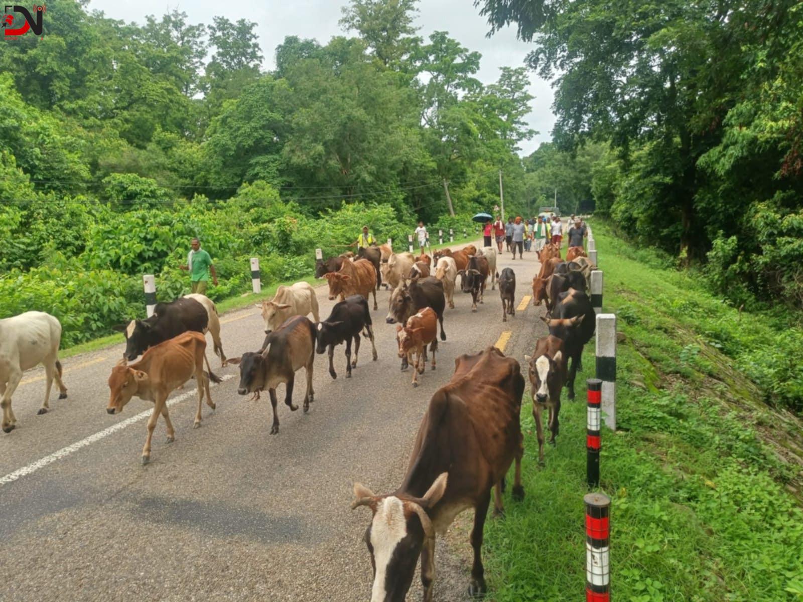 कोहलपुरका छाडाचौपायाको उचित व्यवस्थापन