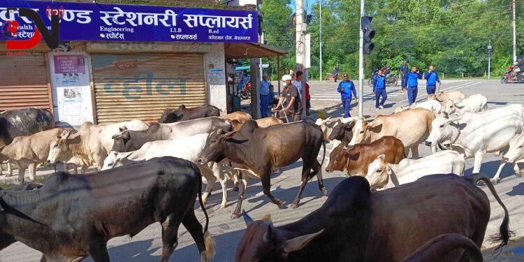 ६४ छाडा पशुचौपाया काञ्जीहाउस पुर्याइयो
