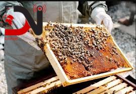 ‘मौरी मर्नुको कारण परिजीवी, विषादी र कुपोषण’