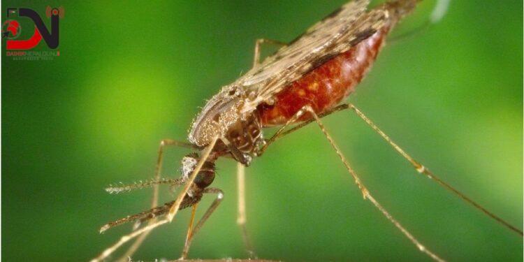 आयातीत बिरामीले औलो रोगको जोखिम बढ्दो