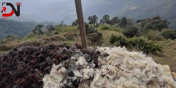 ऊन बिक्री नहुँदा भेडापालक किसान चिन्तामा