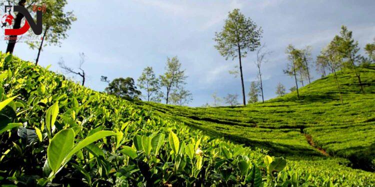 प्रशोधन हुन नसक्दा चिया उपभोगविहीन