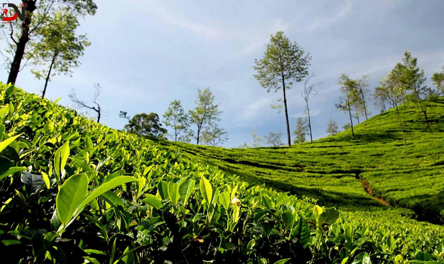 प्रशोधन हुन नसक्दा चिया उपभोगविहीन