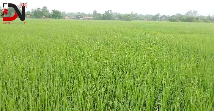 बाँकेमा धानजोनद्वारा दुई हजार तीन सय हेक्टरमा खेती