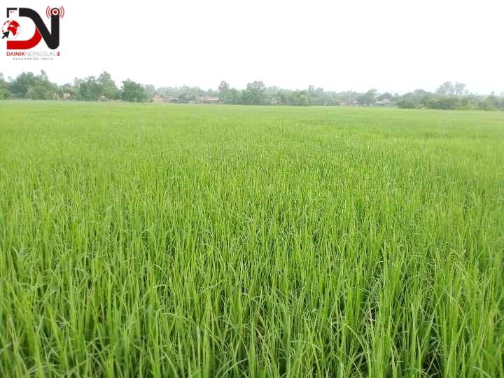 बाँकेमा धानजोनद्वारा दुई हजार तीन सय हेक्टरमा खेती