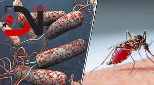 बाँकेमा जापनिज इन्सेफ्लाइटिसको बिरामी फेला, अवस्था सामान्य