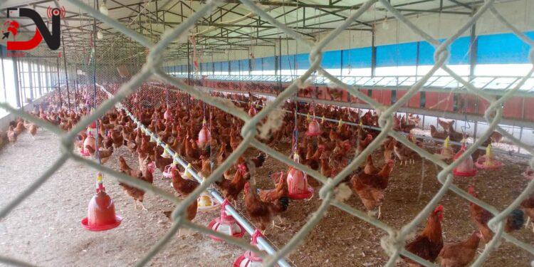 लक्ष्य अगाडी खजुरा कुखुरा बिकास फार्म