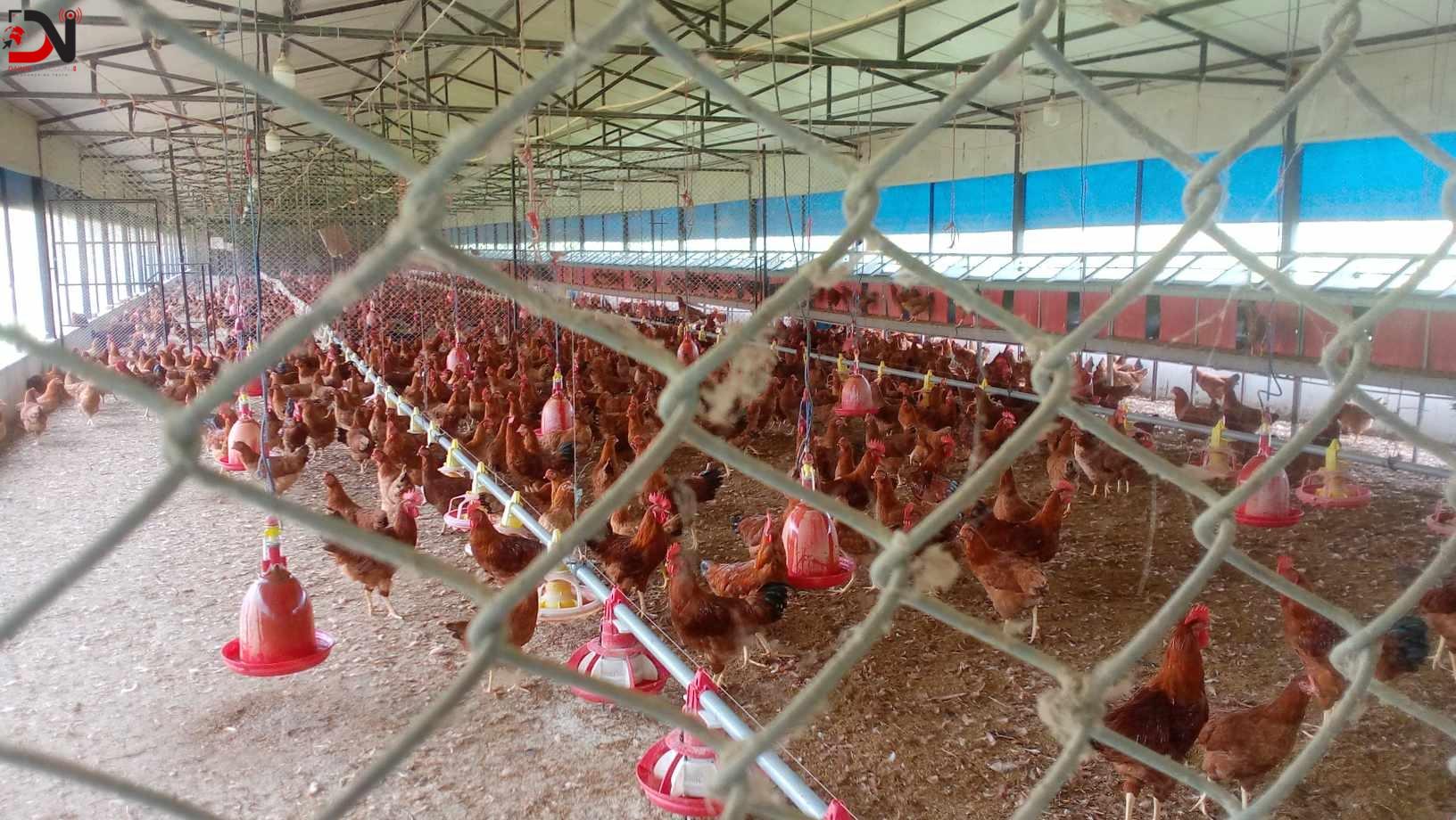 लक्ष्य अगाडी खजुरा कुखुरा बिकास फार्म