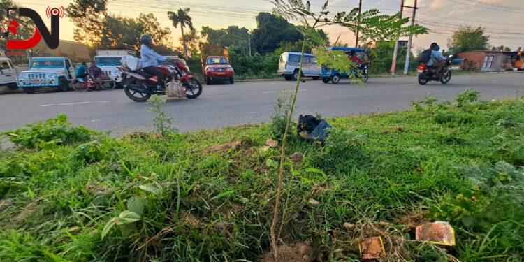 नेपालगञ्जको सडकमा रोपिए जकरान्दाको बिरुवा