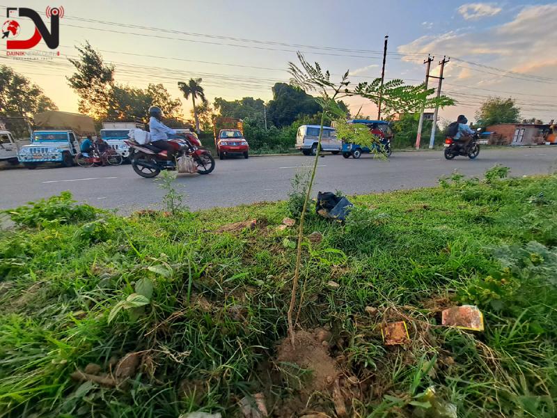 नेपालगञ्जको सडकमा रोपिए जकरान्दाको बिरुवा