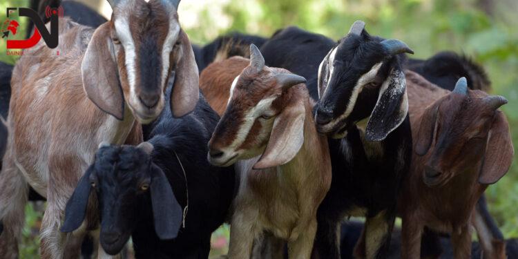 दसैँमा दुई सय ५० खसीबोका बिक्री गर्दै किसान महिला
