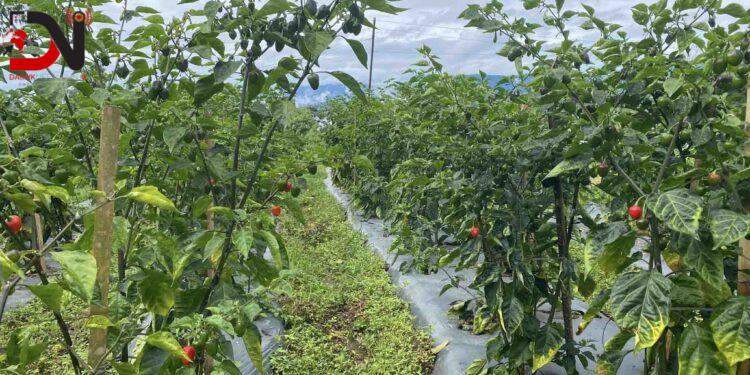 भोजपुरको अकबरे खुर्सानी तराईहुँदै काठमाडौँसम्म हुन्छ ढुवानी