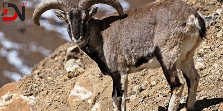 ‘एउटै नाउरको सिकार गर्न २३ लाख’