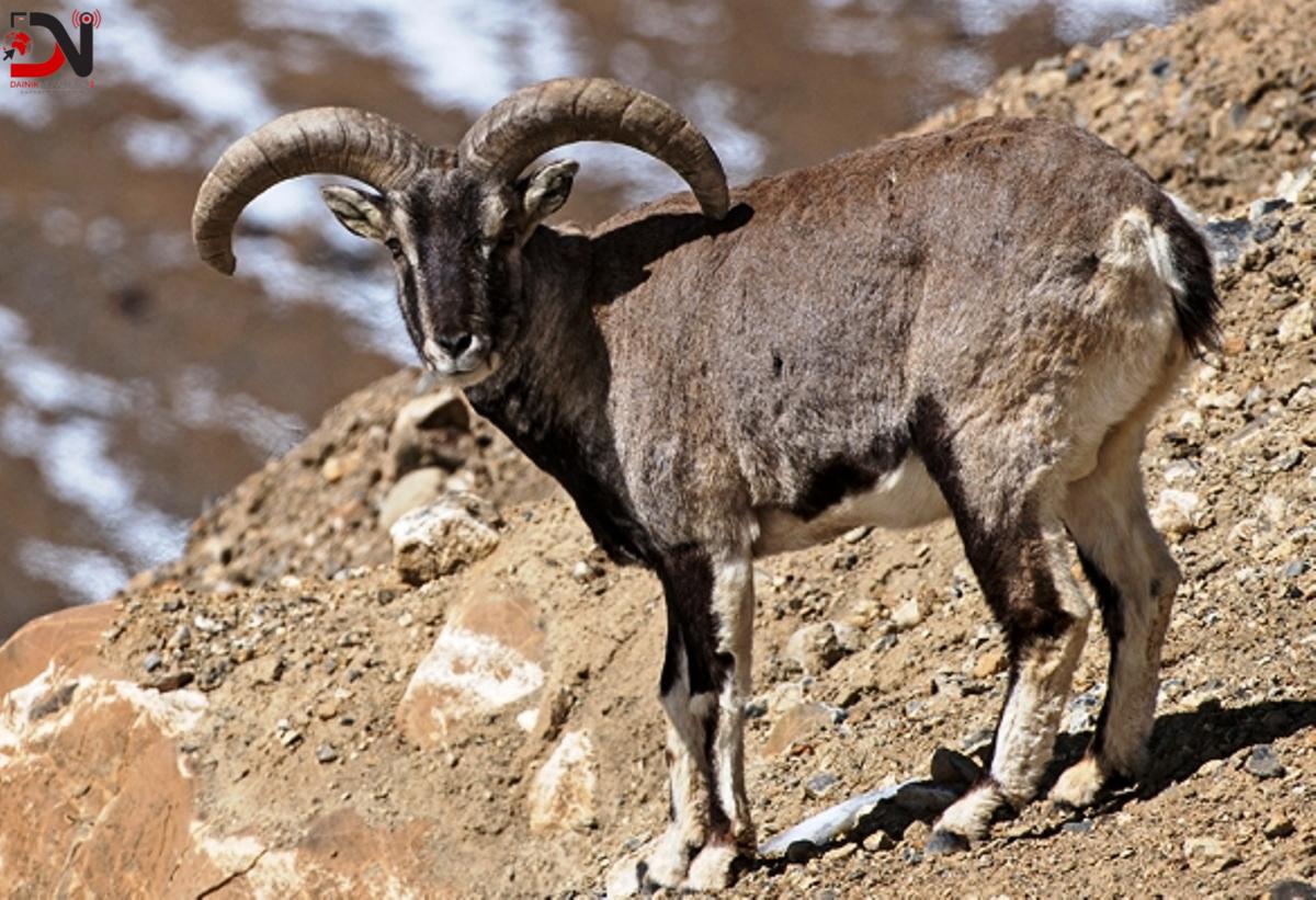 ‘एउटै नाउरको सिकार गर्न २३ लाख’