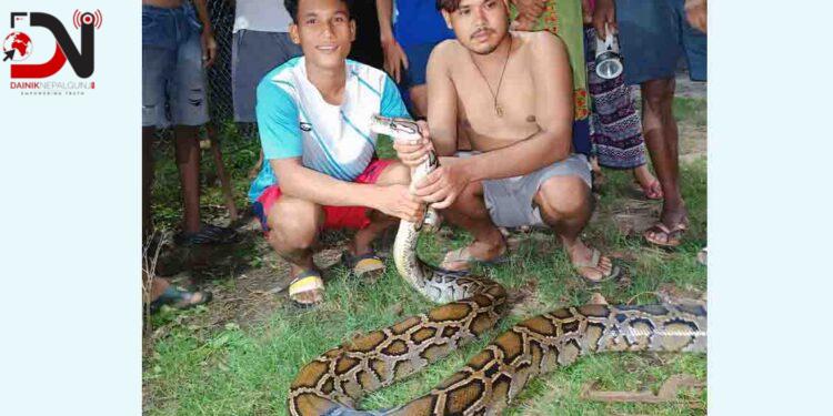 उखुबारीबाट ब्रुमाइज पाइथान (अजिङ्गर)को उद्धार