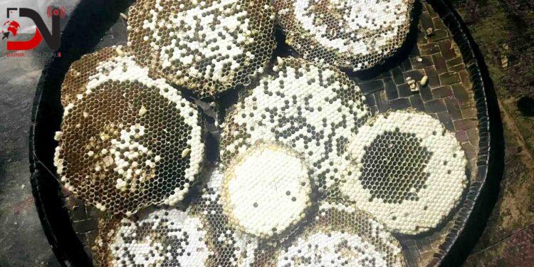 रेष्टुराँमा परिकार बनिरहेको अरिङ्गाल किन जोगाउनुपर्छ ?