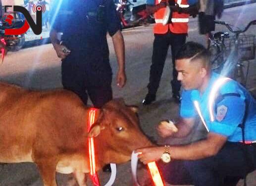 नेपालगन्जमा पशुलाई स्टिकर