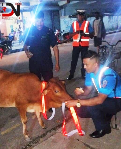 नेपालगन्जमा पशुलाई स्टिकर