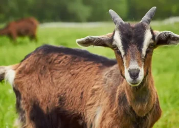 बाख्रापालनबाट आत्मनिर्भर बन्दै बाँकेका महिला